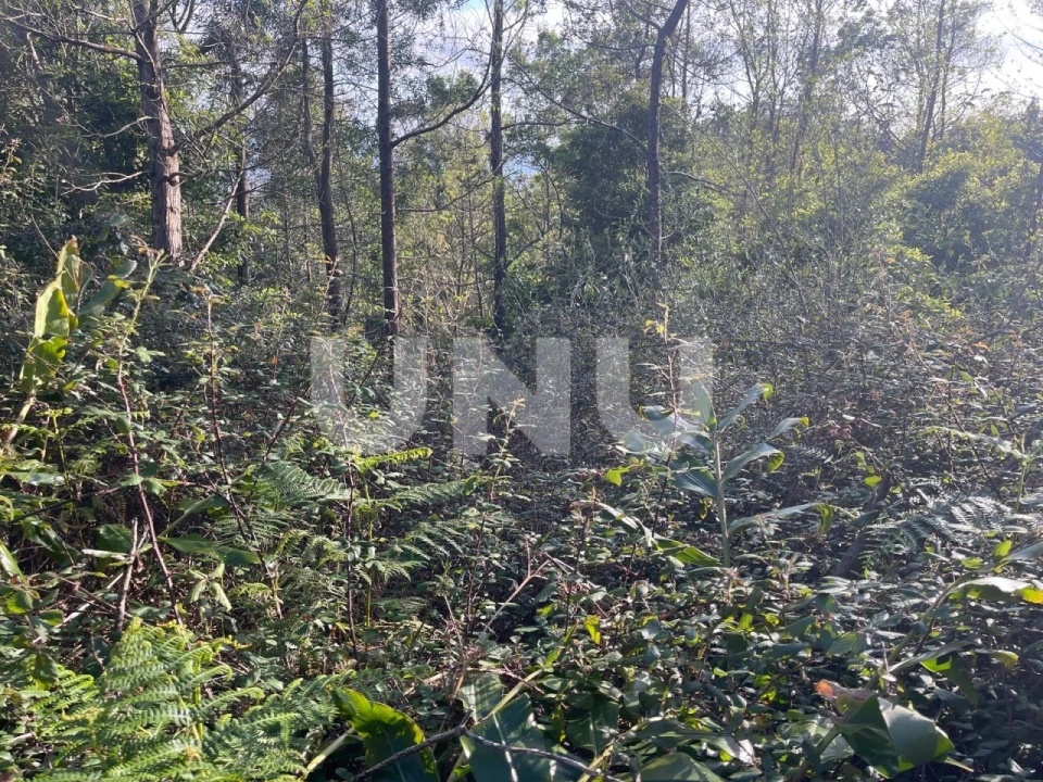Terreno Agricola ou Rústico para Venda em Agua de Pau Foto 3