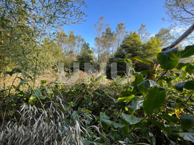 Terreno Agricola ou Rústico para Venda em Agua de Pau Foto 1