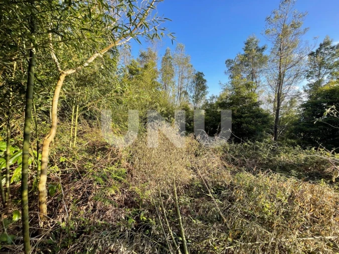 Terreno Agricola ou Rústico para Venda em Agua de Pau Foto 6