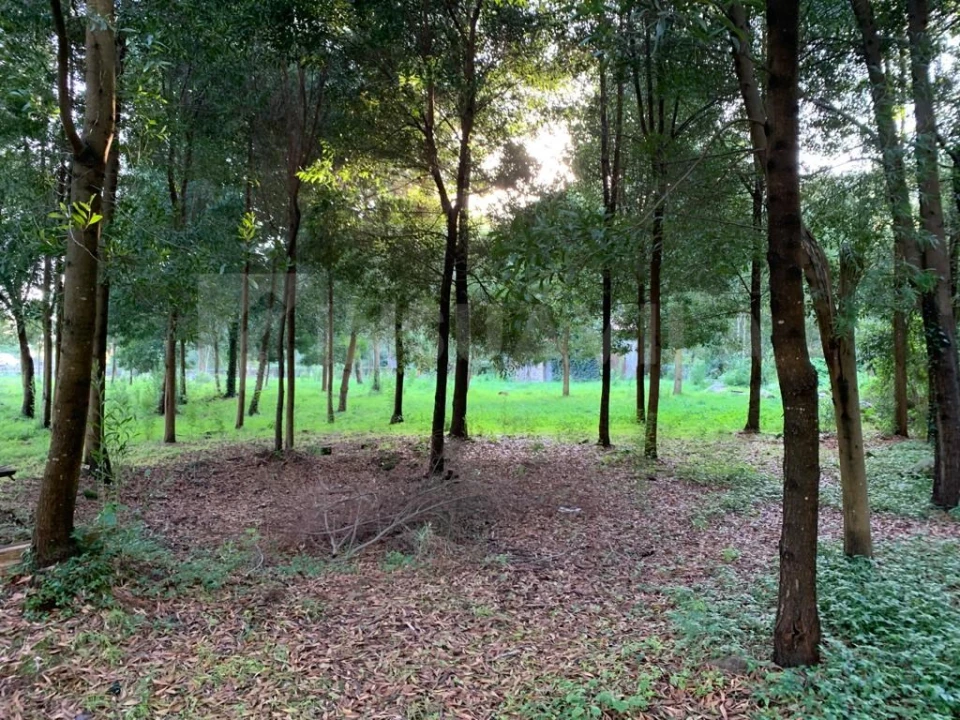 Terreno para Venda em Caminha (Matriz) e Vilarelho Foto 4