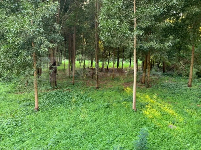 Terreno para Venda em Caminha (Matriz) e Vilarelho Foto 8