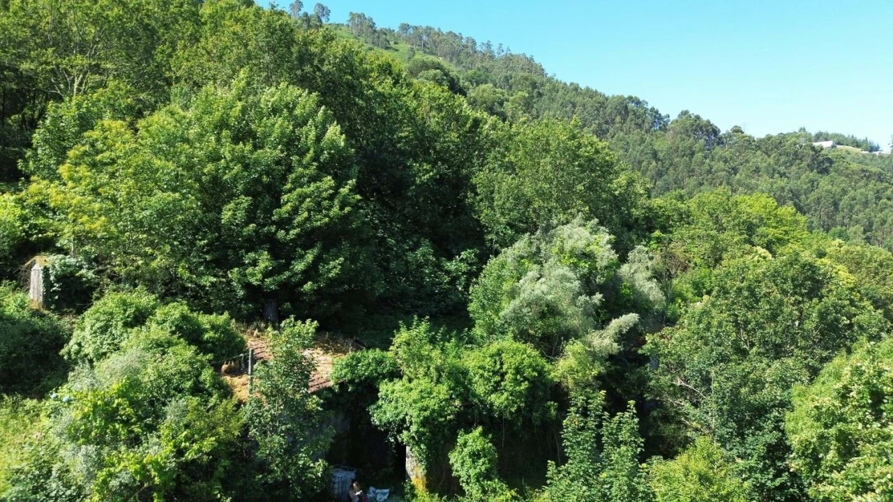 Terreno Agricola ou Rústico para Venda em Caniçada e Soengas Foto 10