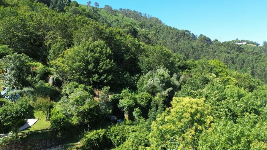 Terreno Agricola ou Rústico para Venda em Caniçada e Soengas Foto 11
