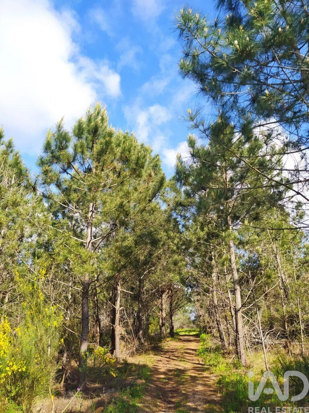 Terreno para Venda em Rogil Foto 24