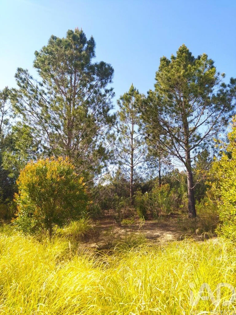 Terreno para Venda em Rogil Foto 16