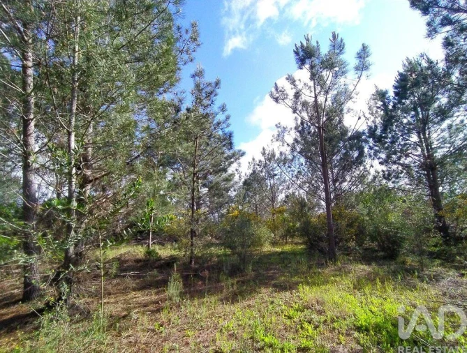 Terreno para Venda em Rogil Foto 18