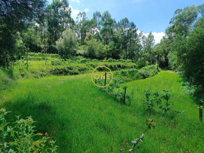 Terreno para Venda em Souto Foto 3