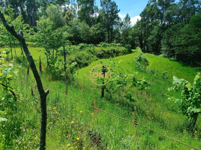 Terreno para Venda em Souto Foto 4