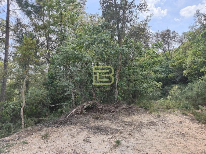 Terreno Misto para Venda em Penhalonga e Paços de Gaiolo Foto 9