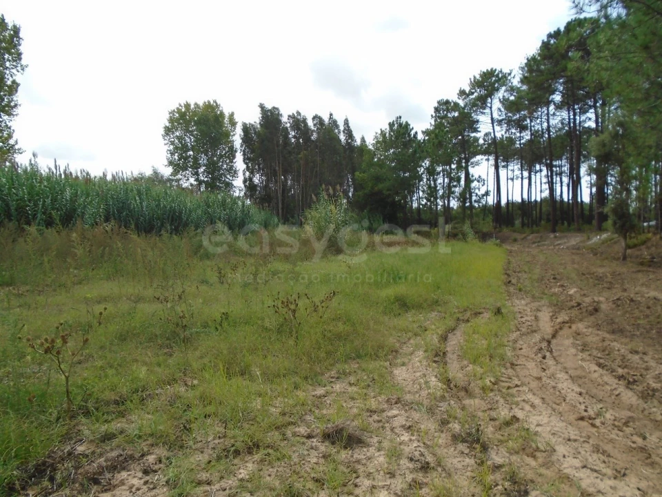 Terreno para Venda em Valado dos Frades Foto 11