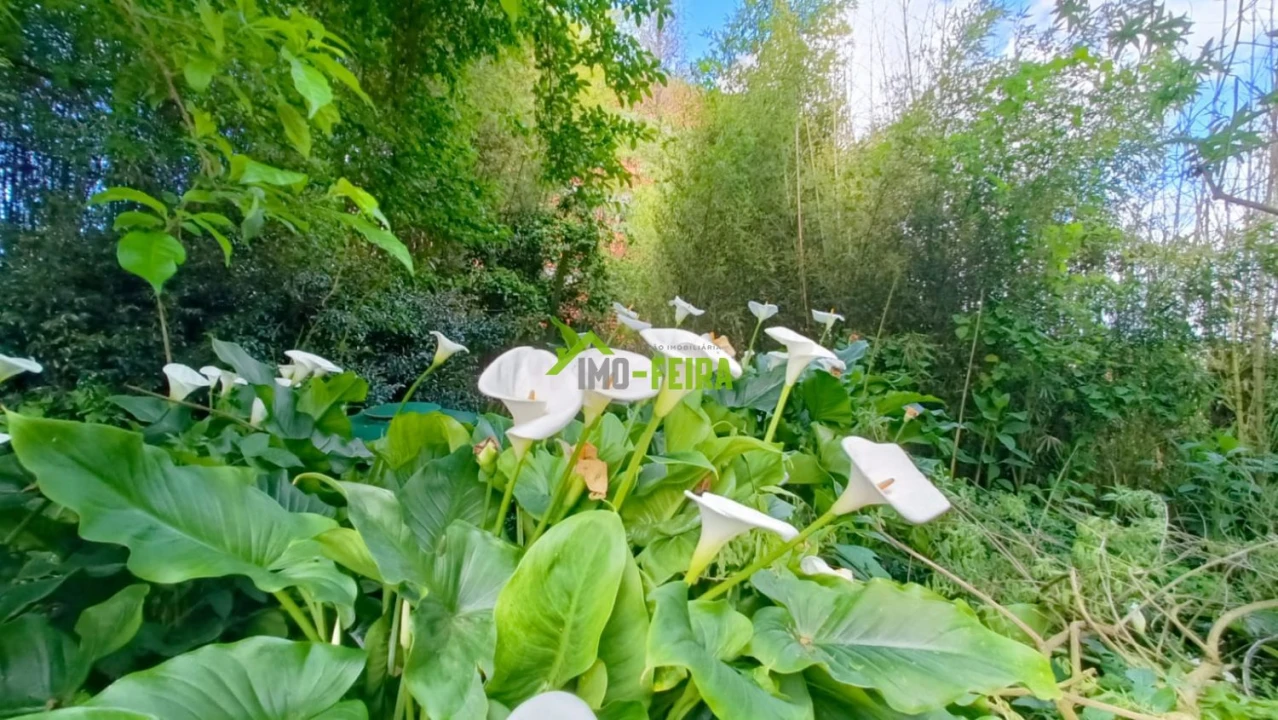 Quinta T6 para Venda em São João da Madeira Foto 47