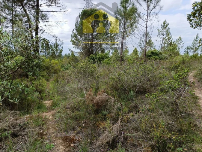 Terreno para Venda em Olaia e Paço Foto 2