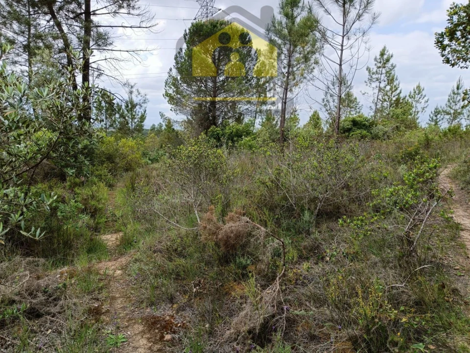 Terreno para Venda em Olaia e Paço Foto 2
