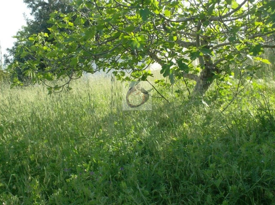 Quinta T5 para Venda em Moncarapacho e Fuseta Foto 3