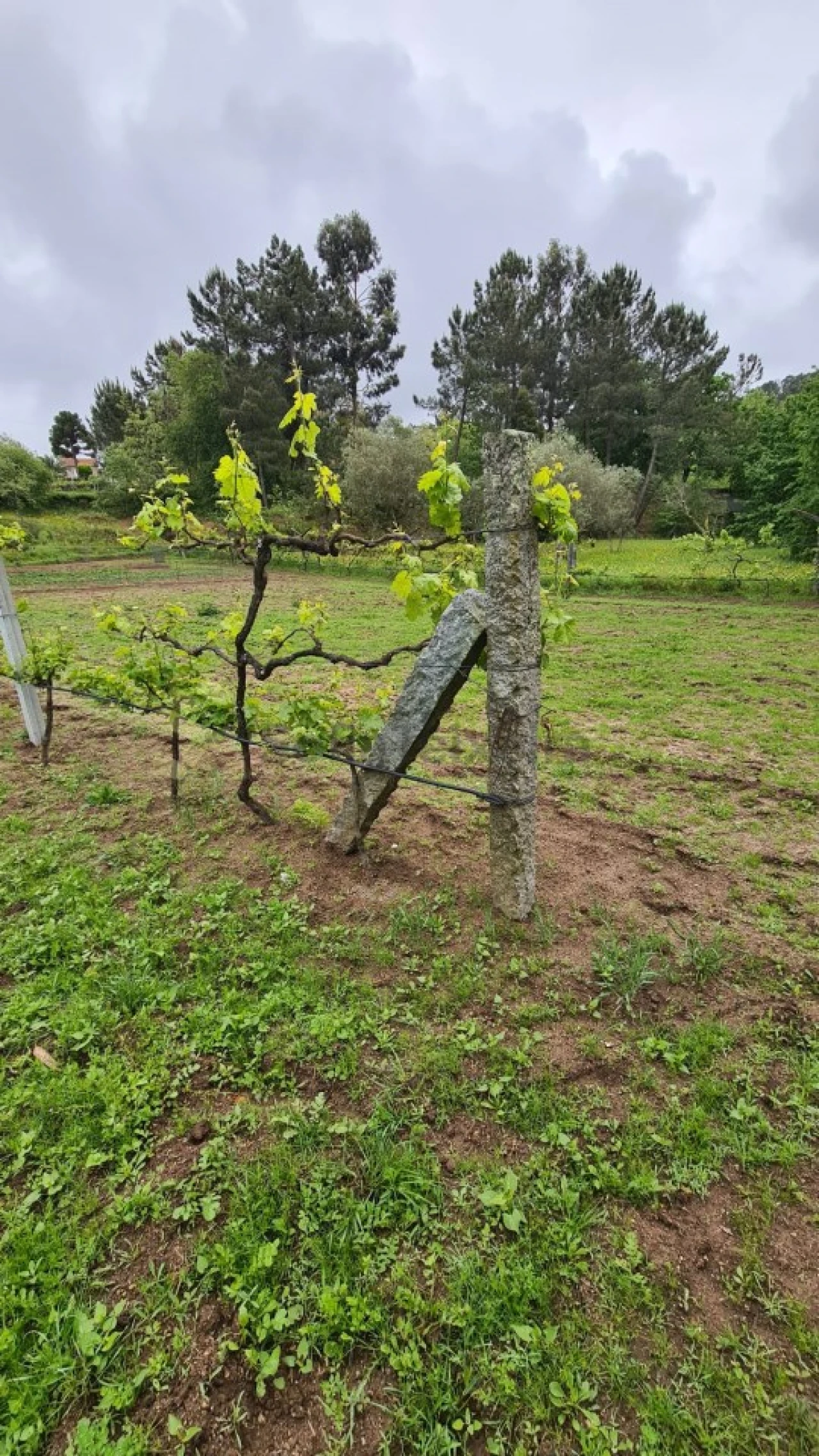 Terreno para Venda em Paredes de Viadores e Manhuncelos Foto 10