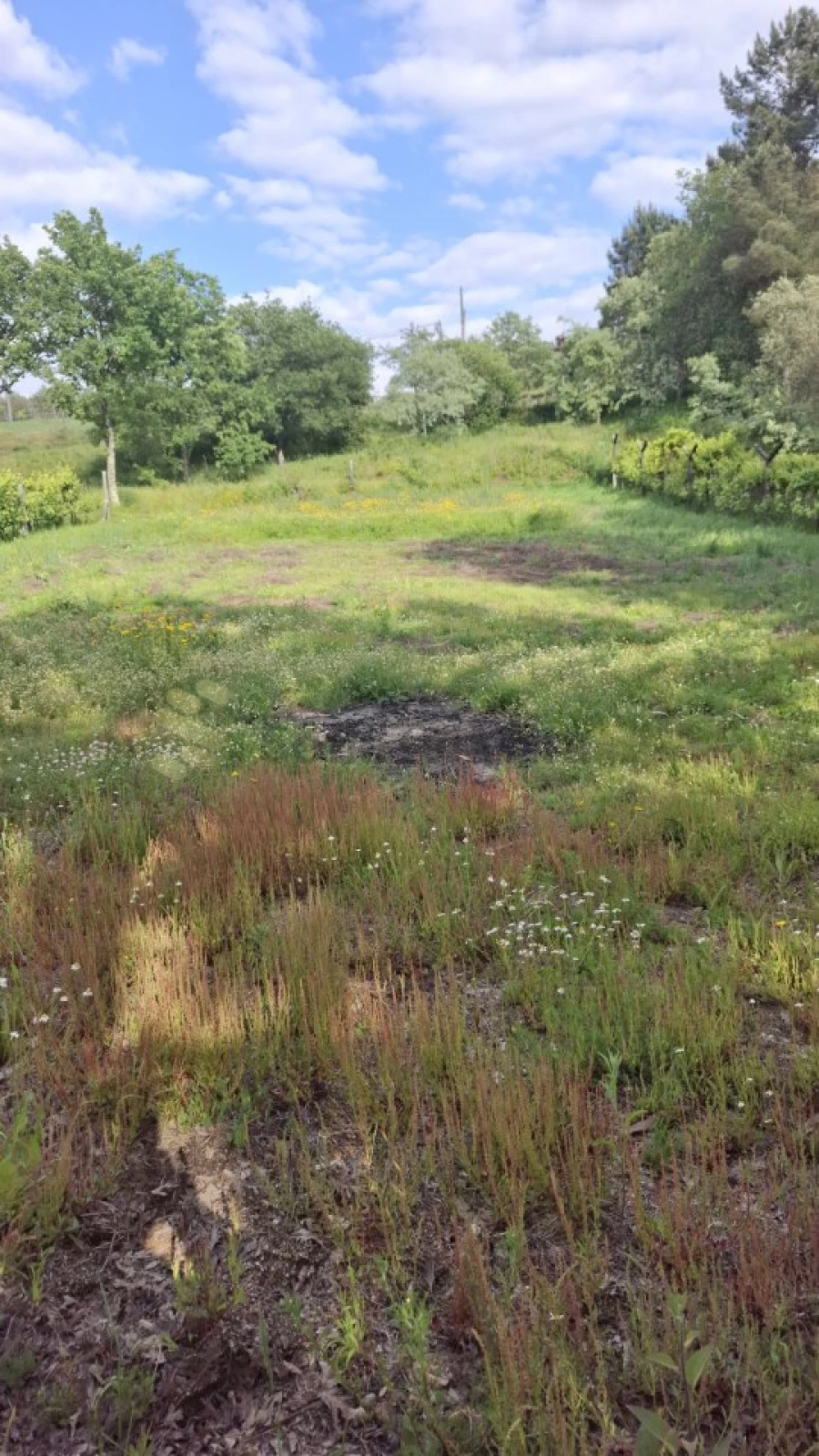 Terreno para Venda em Paredes de Viadores e Manhuncelos Foto 11