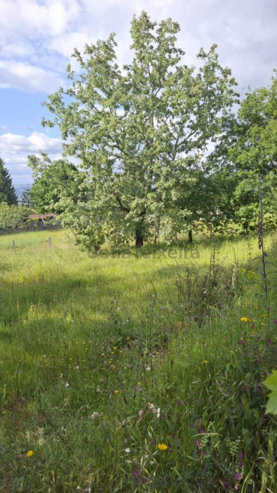 Terreno para Venda em Paredes de Viadores e Manhuncelos Foto 13