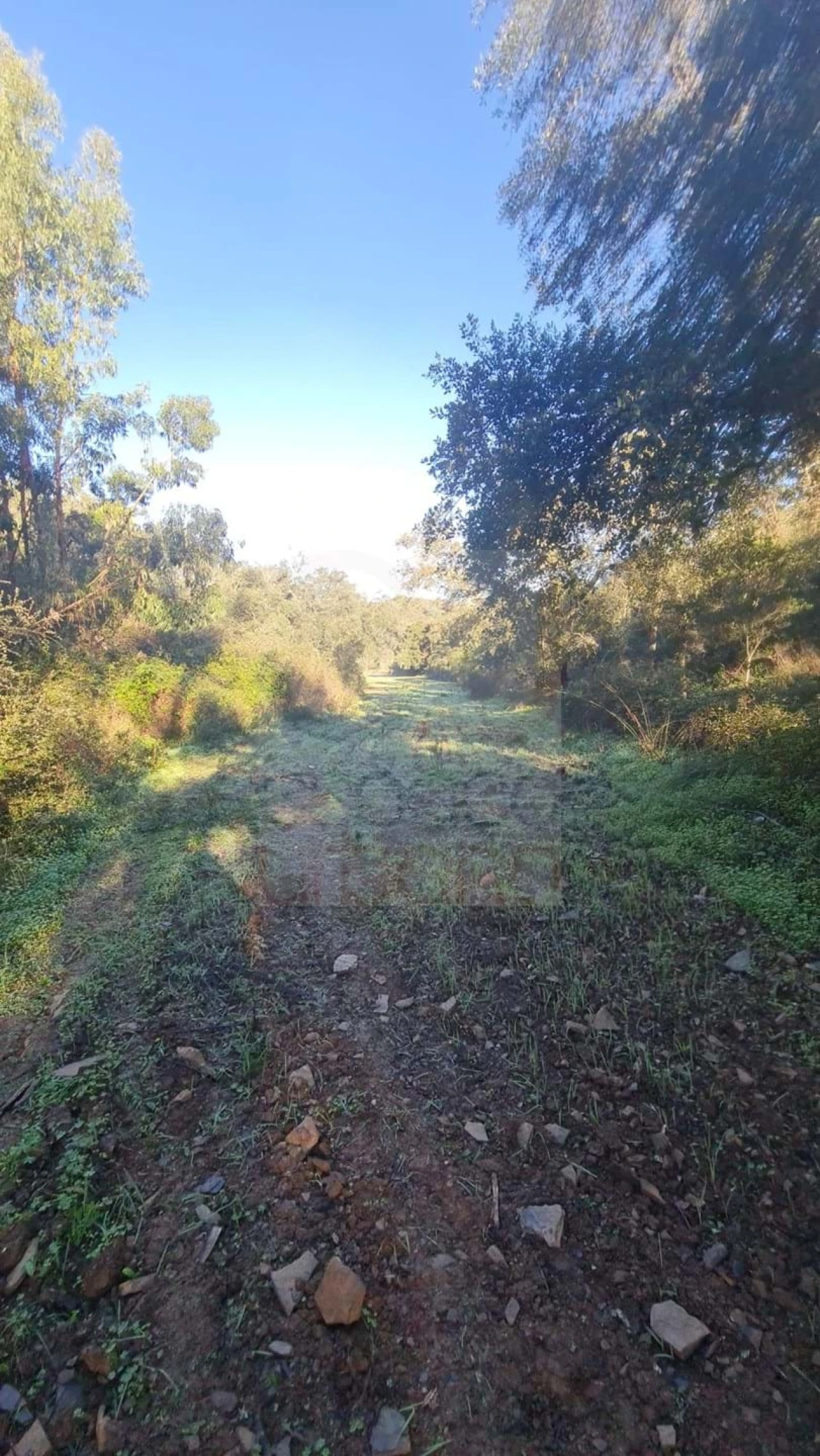 Terreno para Venda em São Bartolomeu de Messines Foto 19