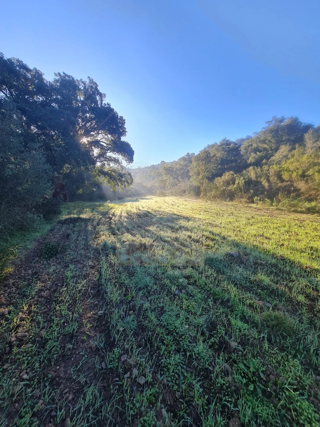 Terreno para Venda em São Bartolomeu de Messines Foto 4