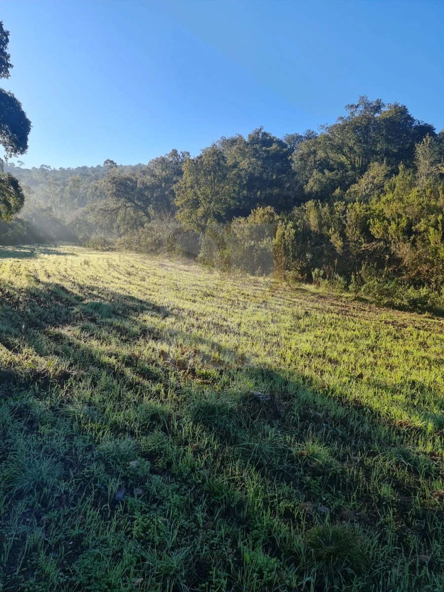 Terreno para Venda em São Bartolomeu de Messines Foto 5