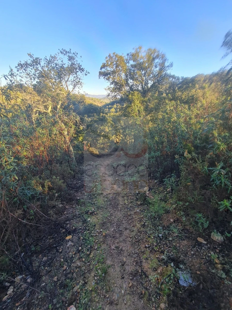 Terreno para Venda em São Bartolomeu de Messines Foto 14