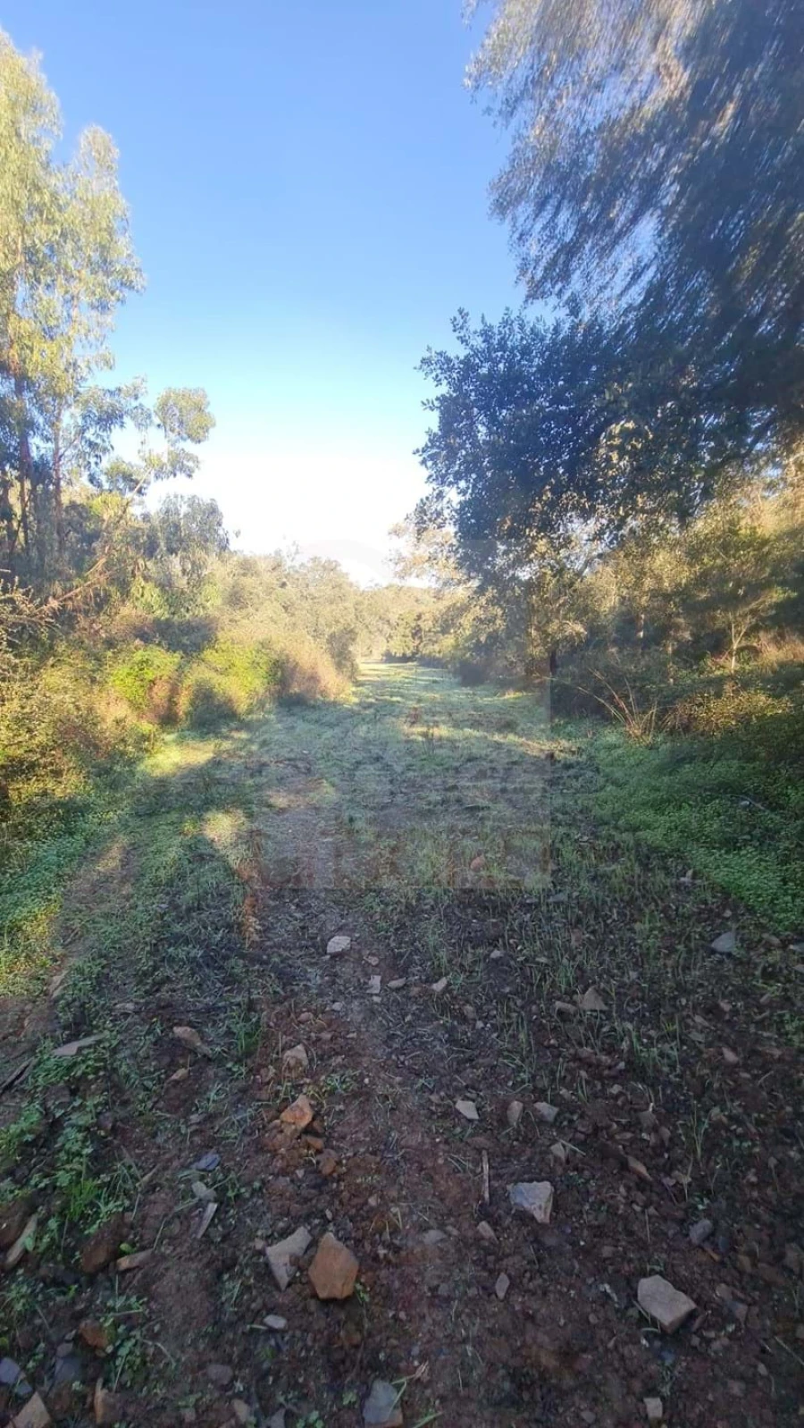 Terreno para Venda em São Bartolomeu de Messines Foto 19