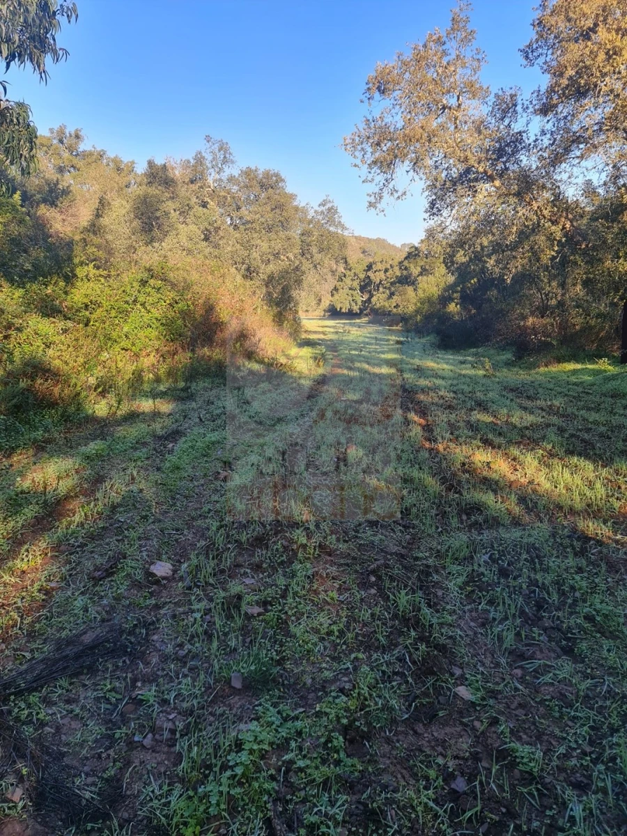 Terreno para Venda em São Bartolomeu de Messines Foto 18