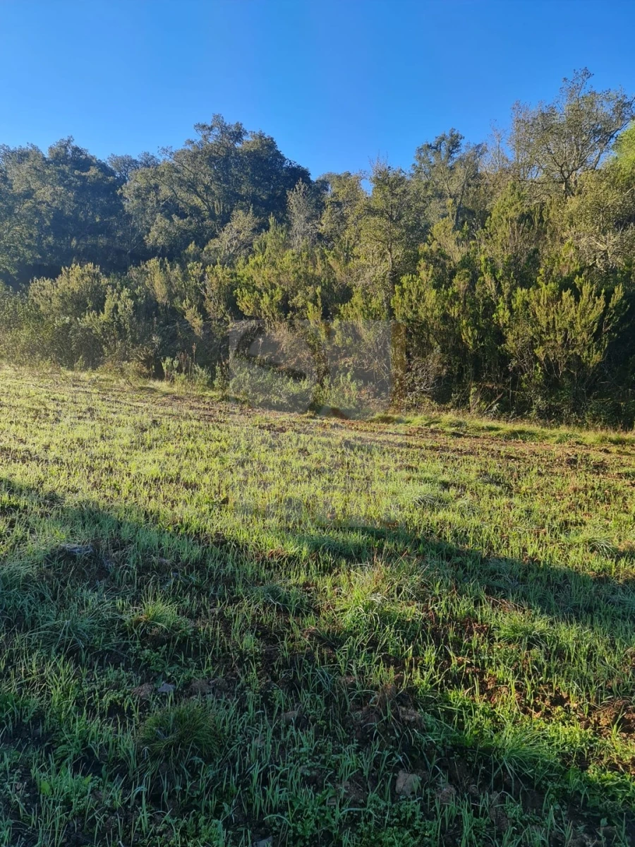Terreno para Venda em São Bartolomeu de Messines Foto 9