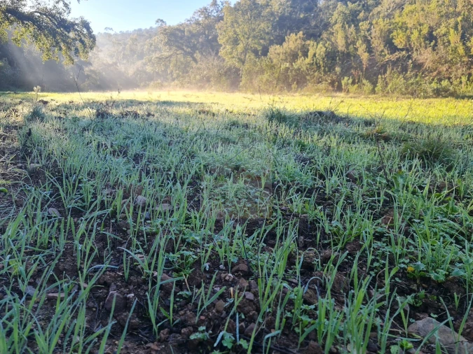 Terreno para Venda em São Bartolomeu de Messines Foto 11