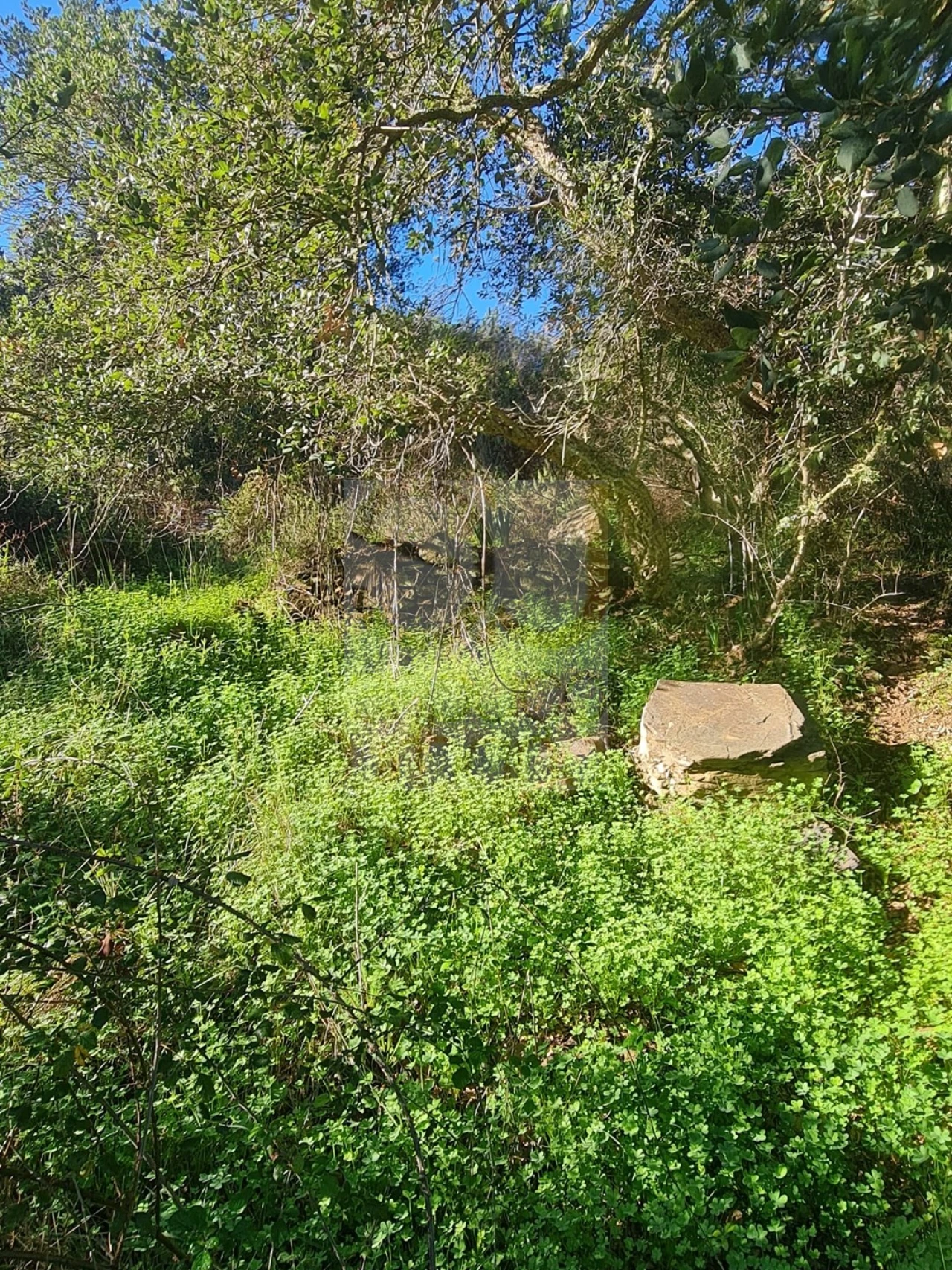 Terreno para Venda em São Bartolomeu de Messines Foto 17