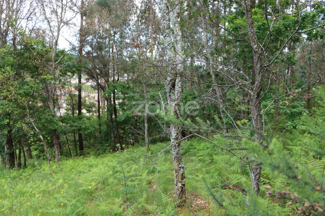Terreno para Venda em Fajões Foto 1