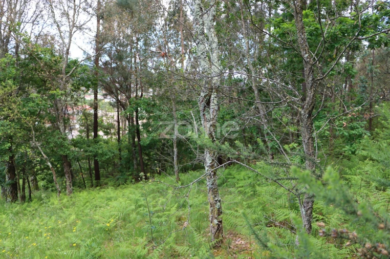 Terreno para Venda em Fajões
