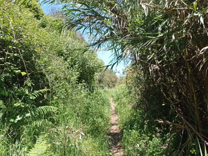 Quinta para Venda em Boavista dos Pinheiros Foto 12