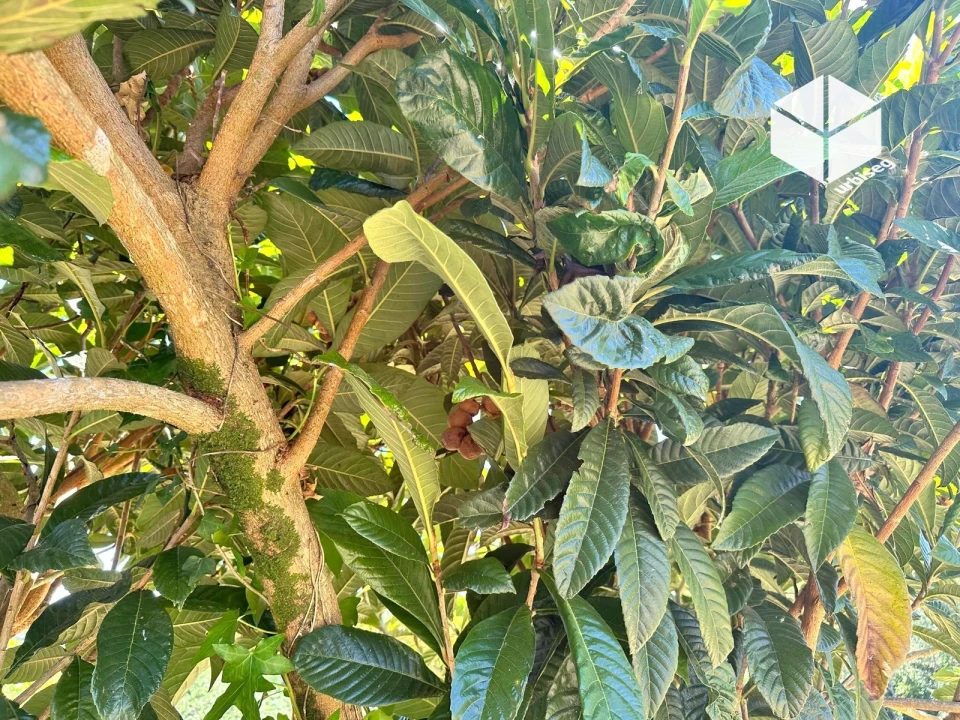 Moradia T2 para Venda em Gesteira e Brunhós Foto 14