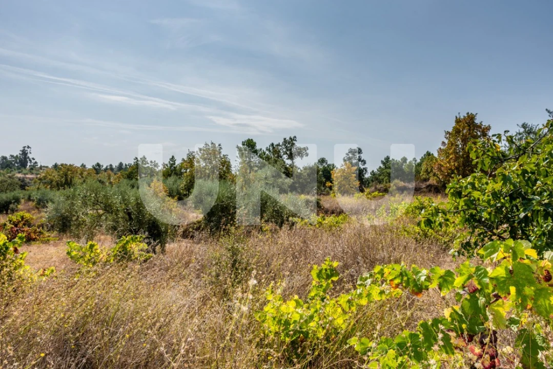 Terreno Agricola ou Rústico para Venda em Orca Foto 8