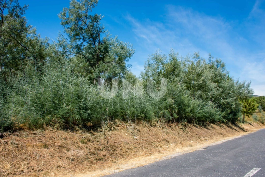 Terreno Agricola ou Rústico para Venda em Teixoso e Sarzedo Foto 2