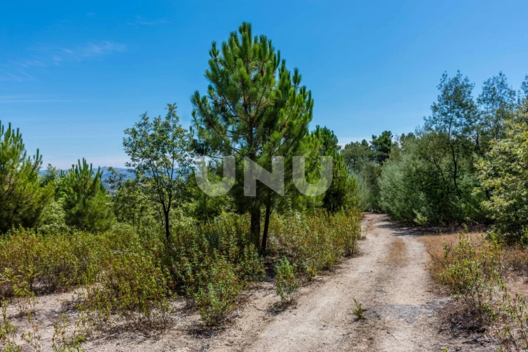 Terreno Agricola ou Rústico para Venda em Teixoso e Sarzedo Foto 3