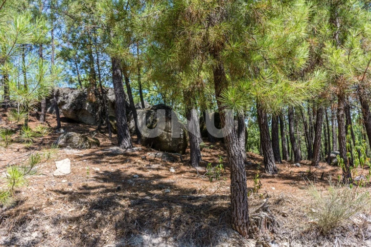 Terreno Agricola ou Rústico para Venda em Teixoso e Sarzedo Foto 4