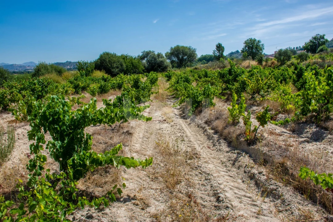 Terreno Agricola ou Rústico para Venda em Inguias Foto 8
