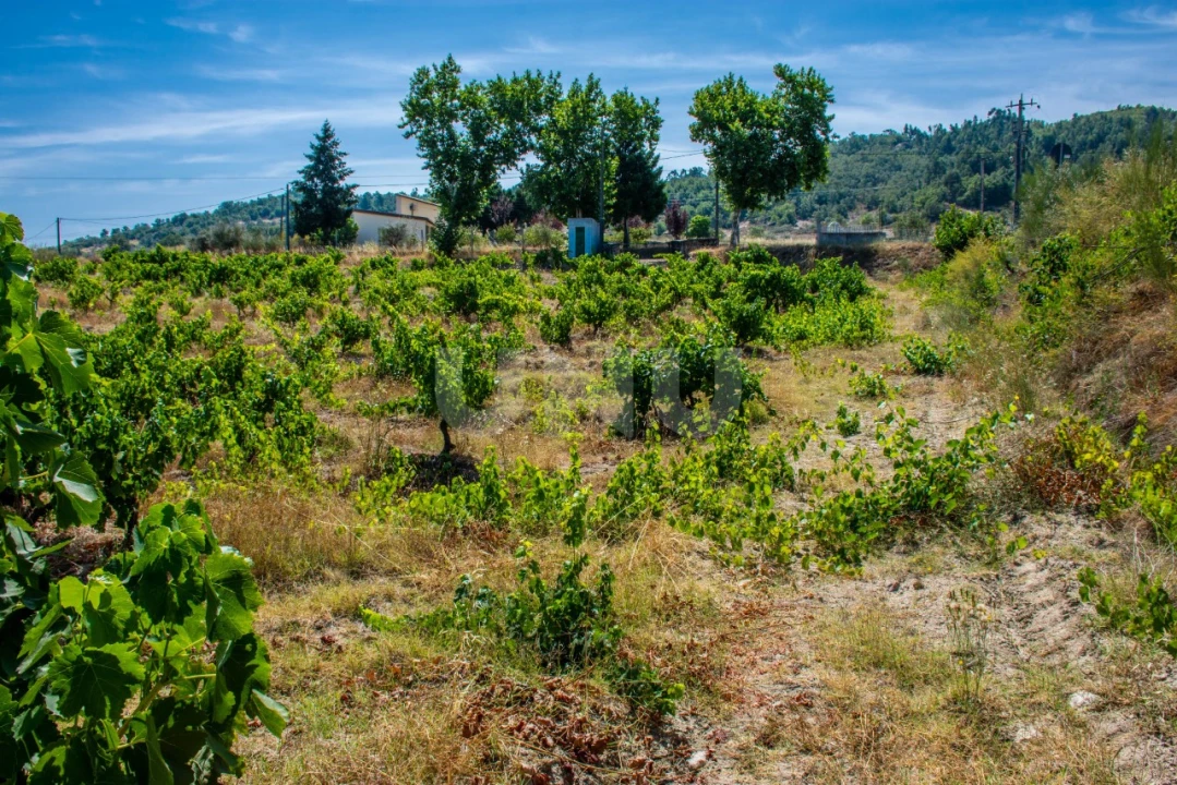 Terreno Agricola ou Rústico para Venda em Inguias Foto 9