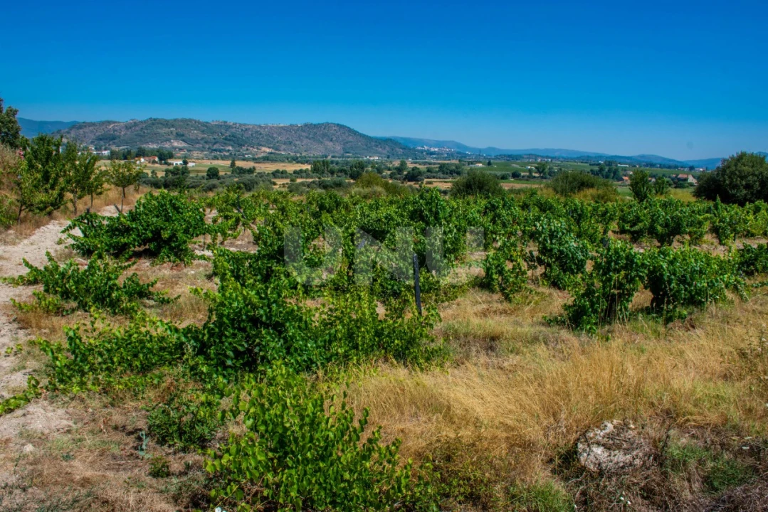 Terreno Agricola ou Rústico para Venda em Inguias Foto 10