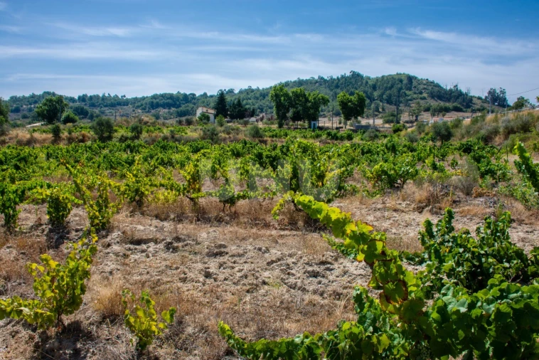 Terreno Agricola ou Rústico para Venda em Inguias Foto 7