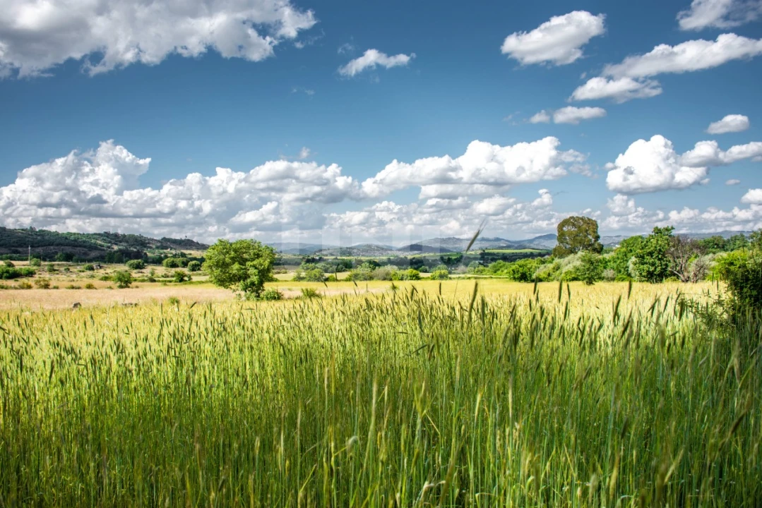 Terreno Agricola ou Rústico para Venda em Caria Foto 2