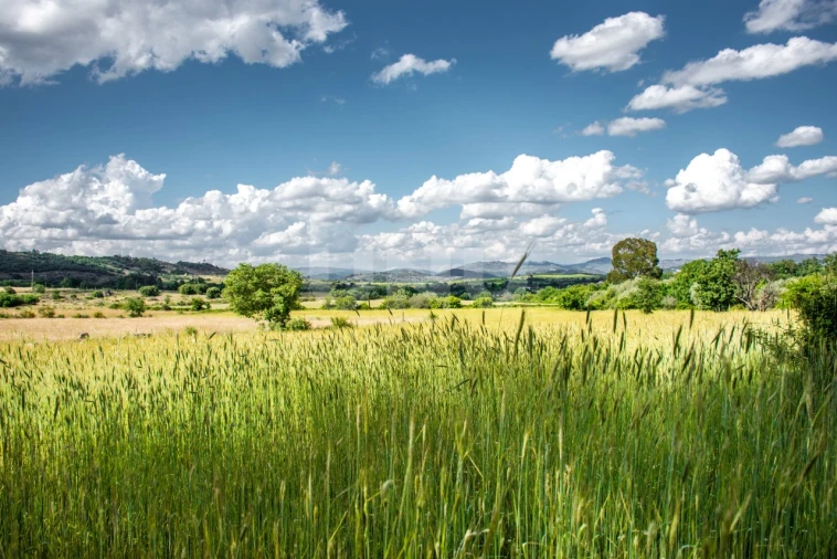 Terreno Agricola ou Rústico para Venda em Caria Foto 2