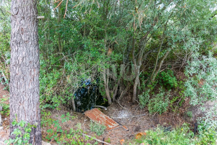 Terreno Agricola ou Rústico para Venda em Caria Foto 6