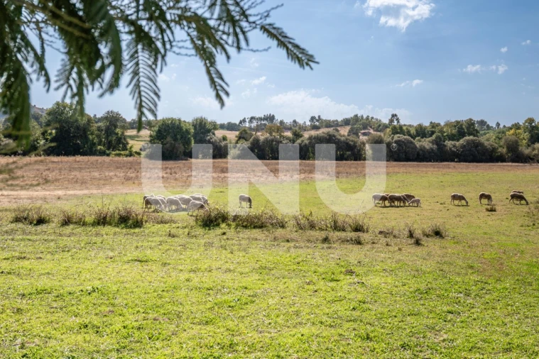 Terreno Agricola ou Rústico para Venda em Caria Foto 15
