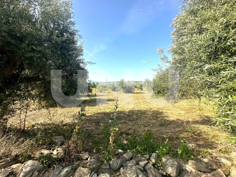 Terreno Agricola ou Rústico para Venda em Fundão, Valverde, Donas, A. Joanes, A. Nova Cabo Foto 8