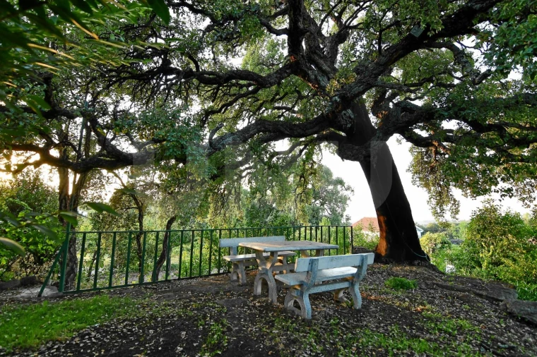 Negócio para Venda em Fundão, Valverde, Donas, A. Joanes, A. Nova Cabo Foto 82