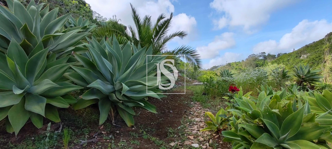 Terreno para Venda em Reguengo Grande Foto 42
