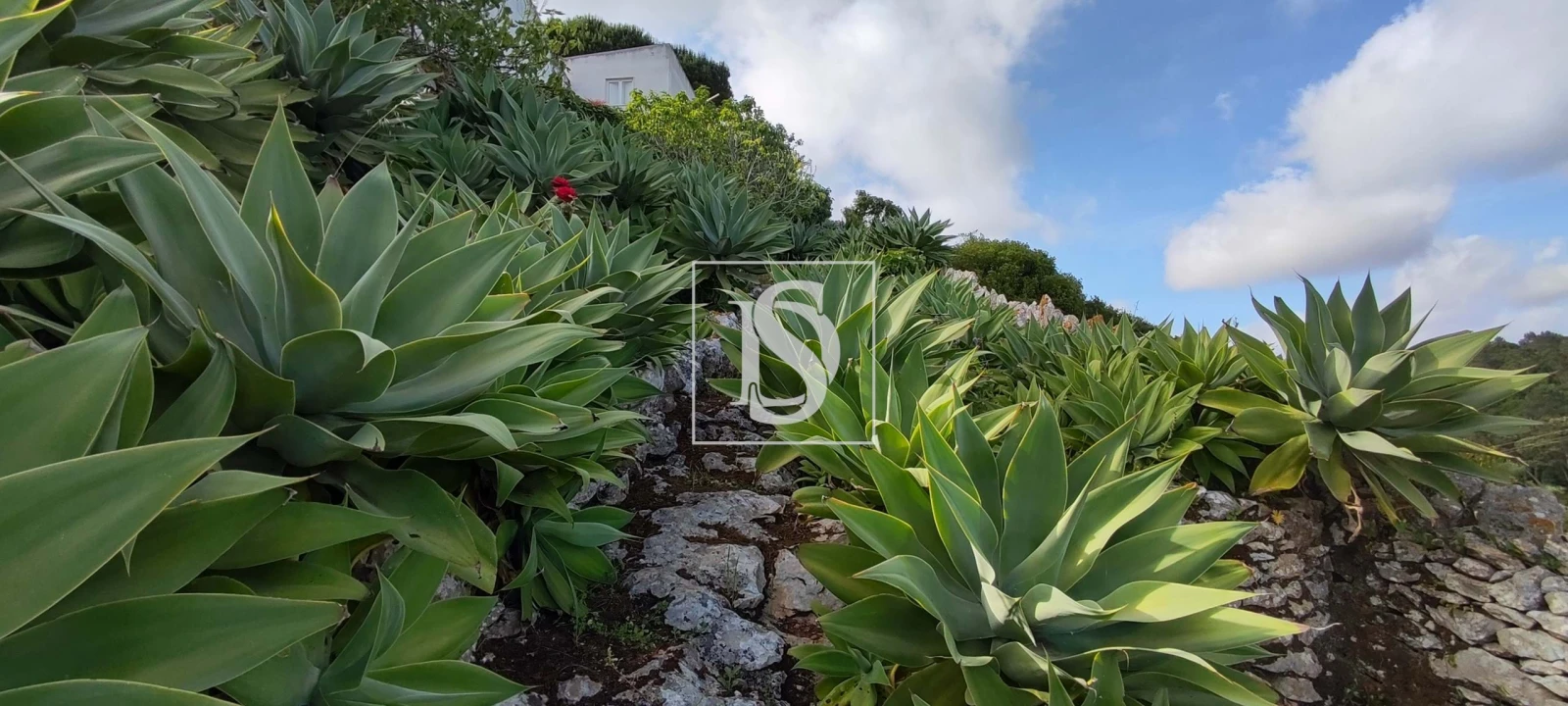 Terreno para Venda em Reguengo Grande Foto 48